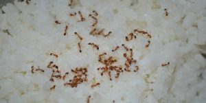 coupang item 1770641433 335