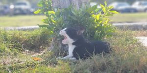 coupang item 1770710431 718