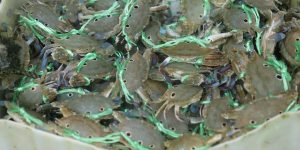 coupang item 1770768030 736