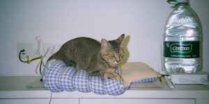 coupang item 1770811232 297